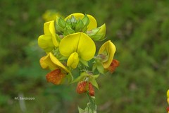 Crotalaria grahamiana
